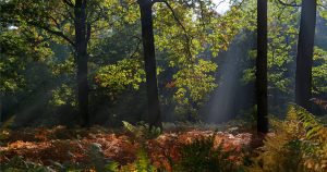 Forêt domaniale de Rambouillet