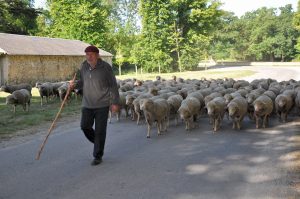 Transhumance des moutons