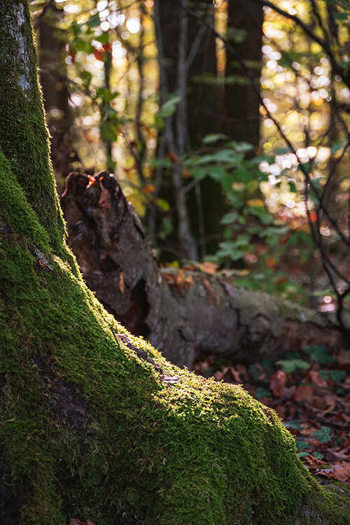 Tronc et racines d'un arbre dans une forêt à la lueur du soleil